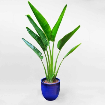 Cây chuối rẽ quạt lớn